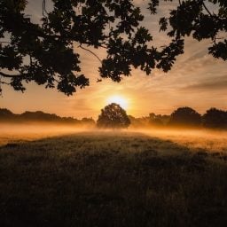 sunset field